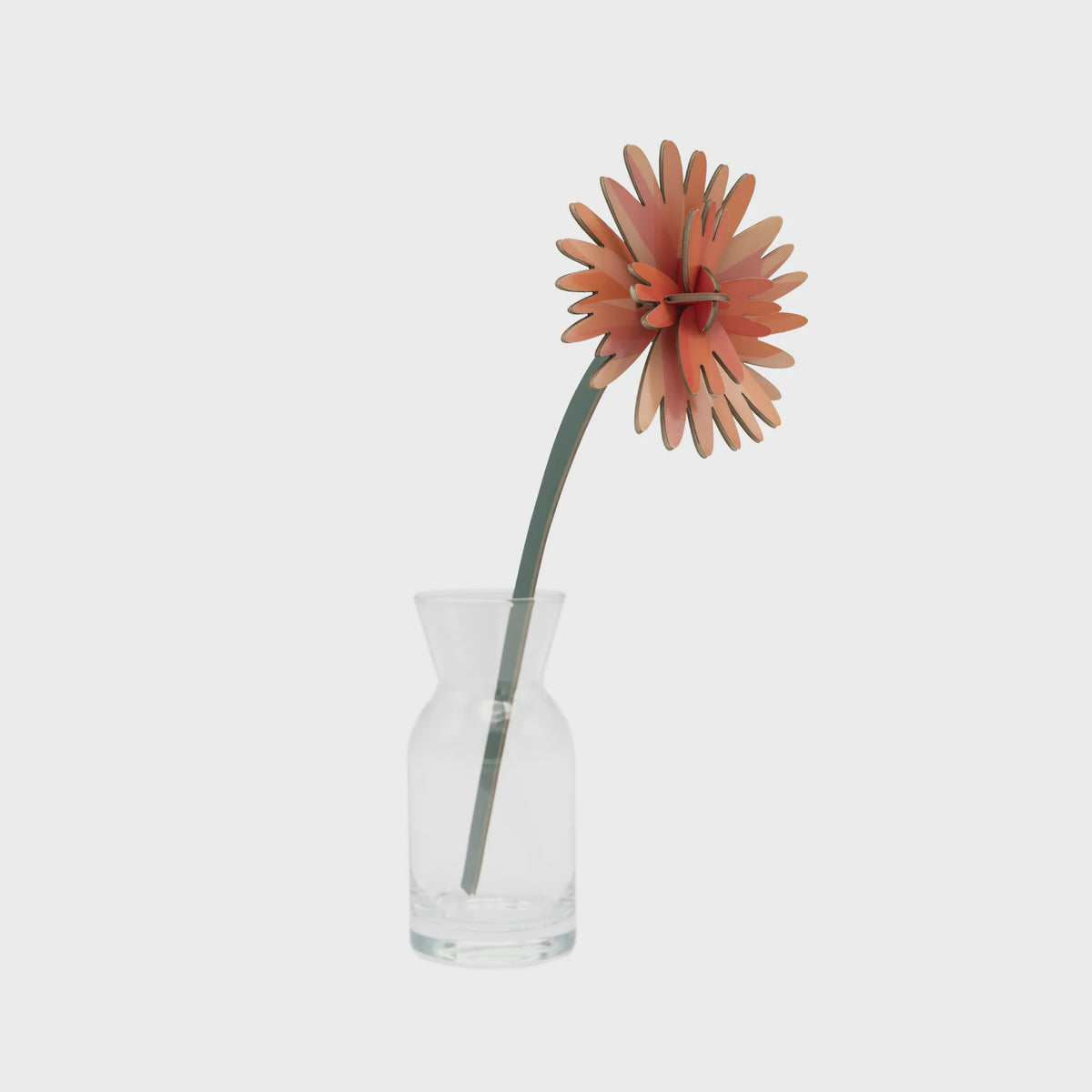 Everlasting Flowers - Orange Dahlia