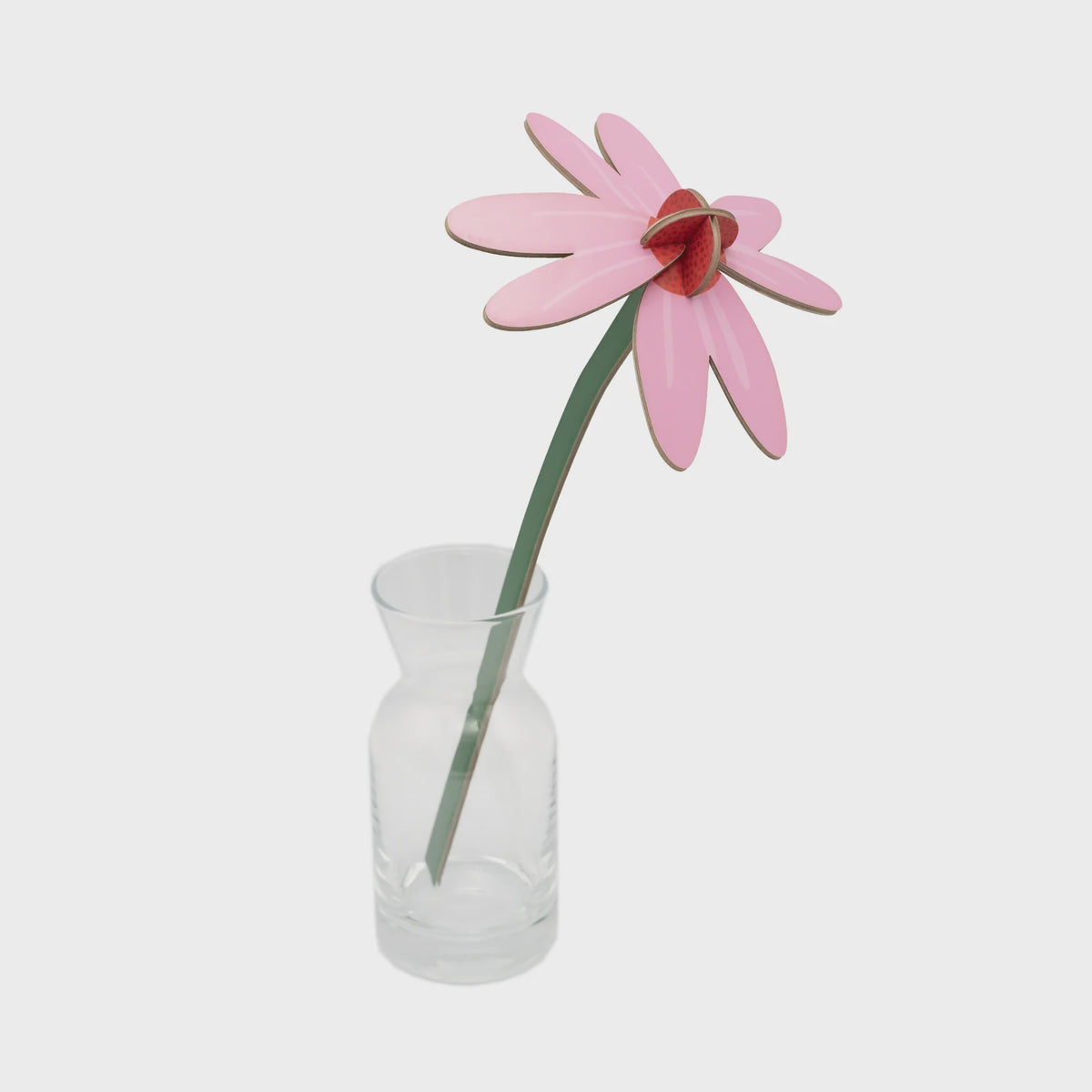 Everlasting Flowers - Pink Coneflower