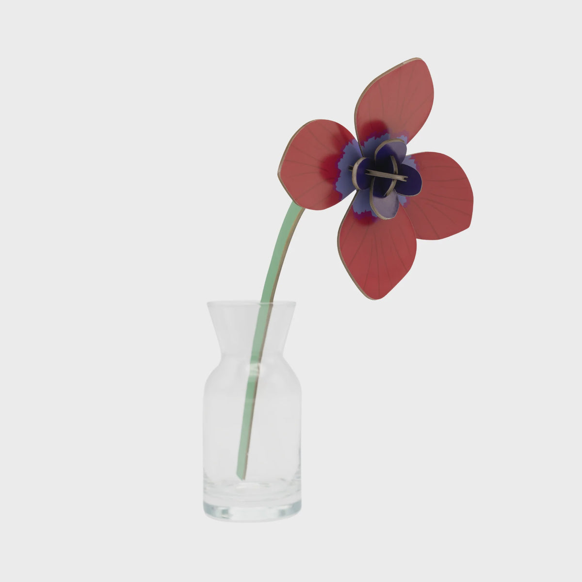 Everlasting Flowers - Red Anemone