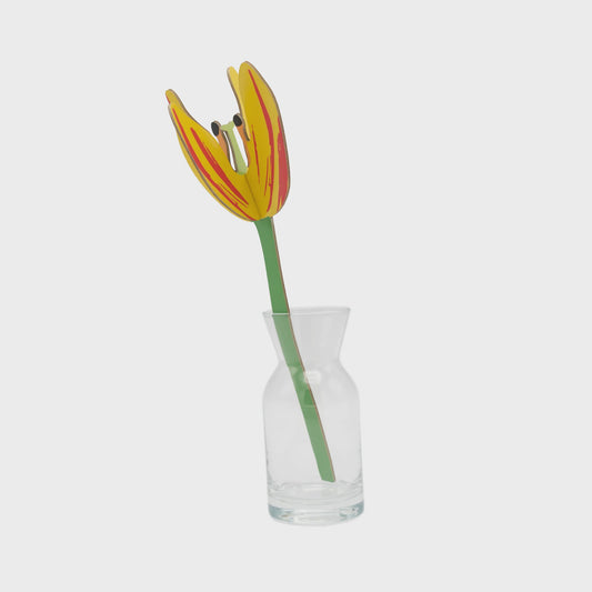 Everlasting Flowers - Sunset Tulip