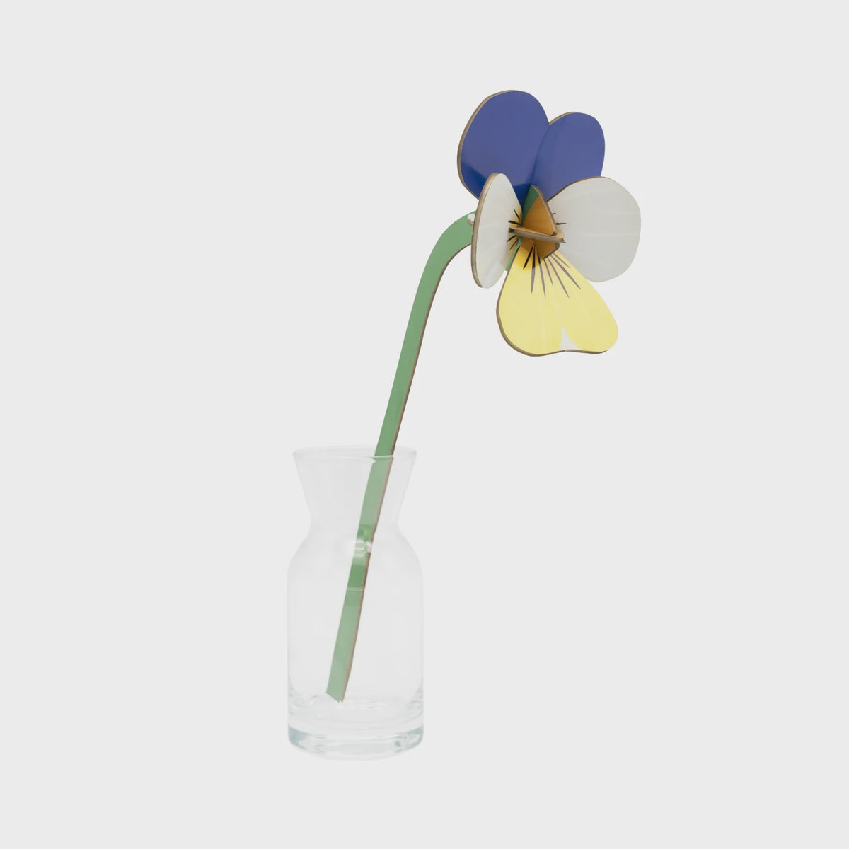 Everlasting Flowers - Wild Pansy