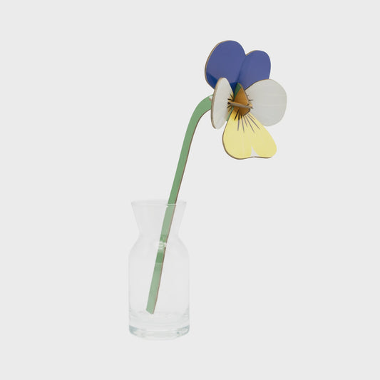 Everlasting Flowers - Wild Pansy