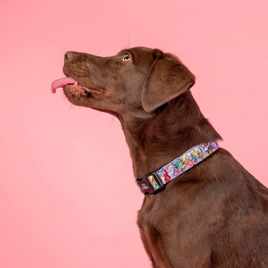 Pablo & Co. Nickleodeon 90's Dog Collar on Dog