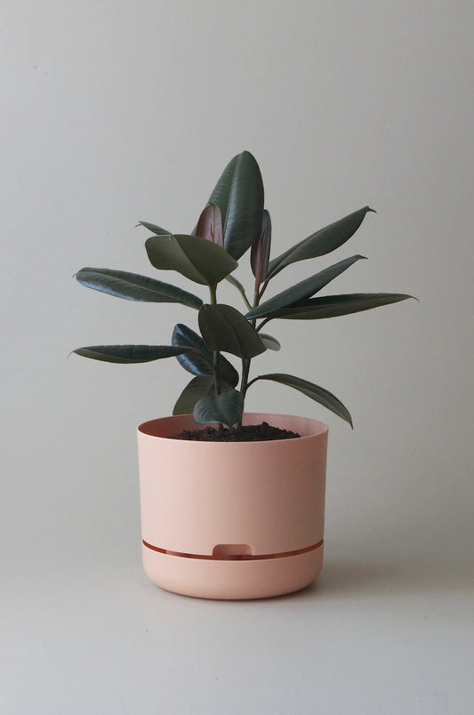 Selfwatering Plant Pot 250mm