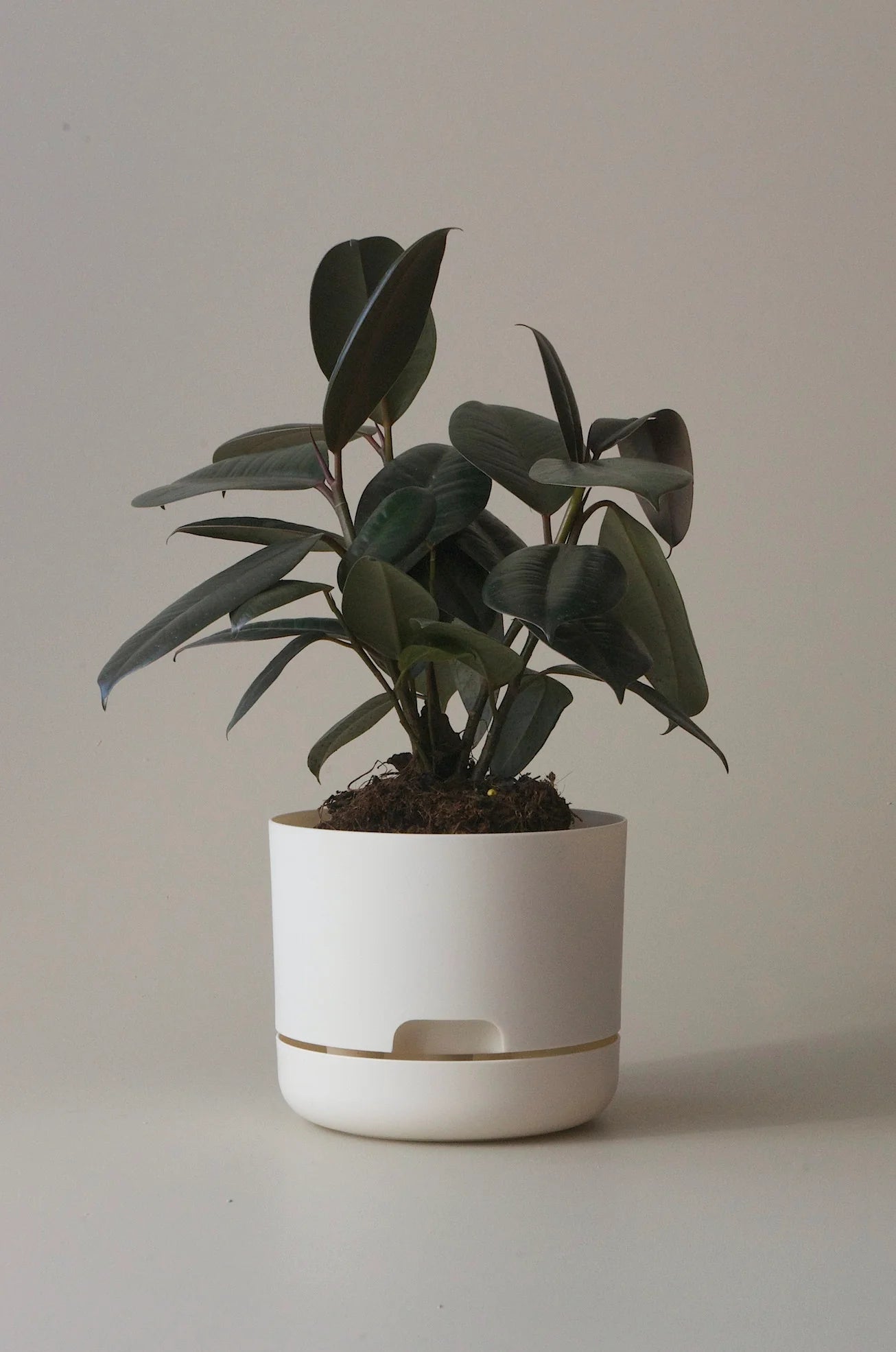 Selfwatering Plant Pot 170mm