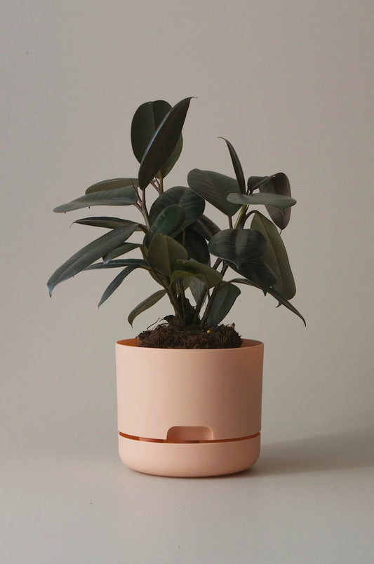 Selfwatering Plant Pot 170mm