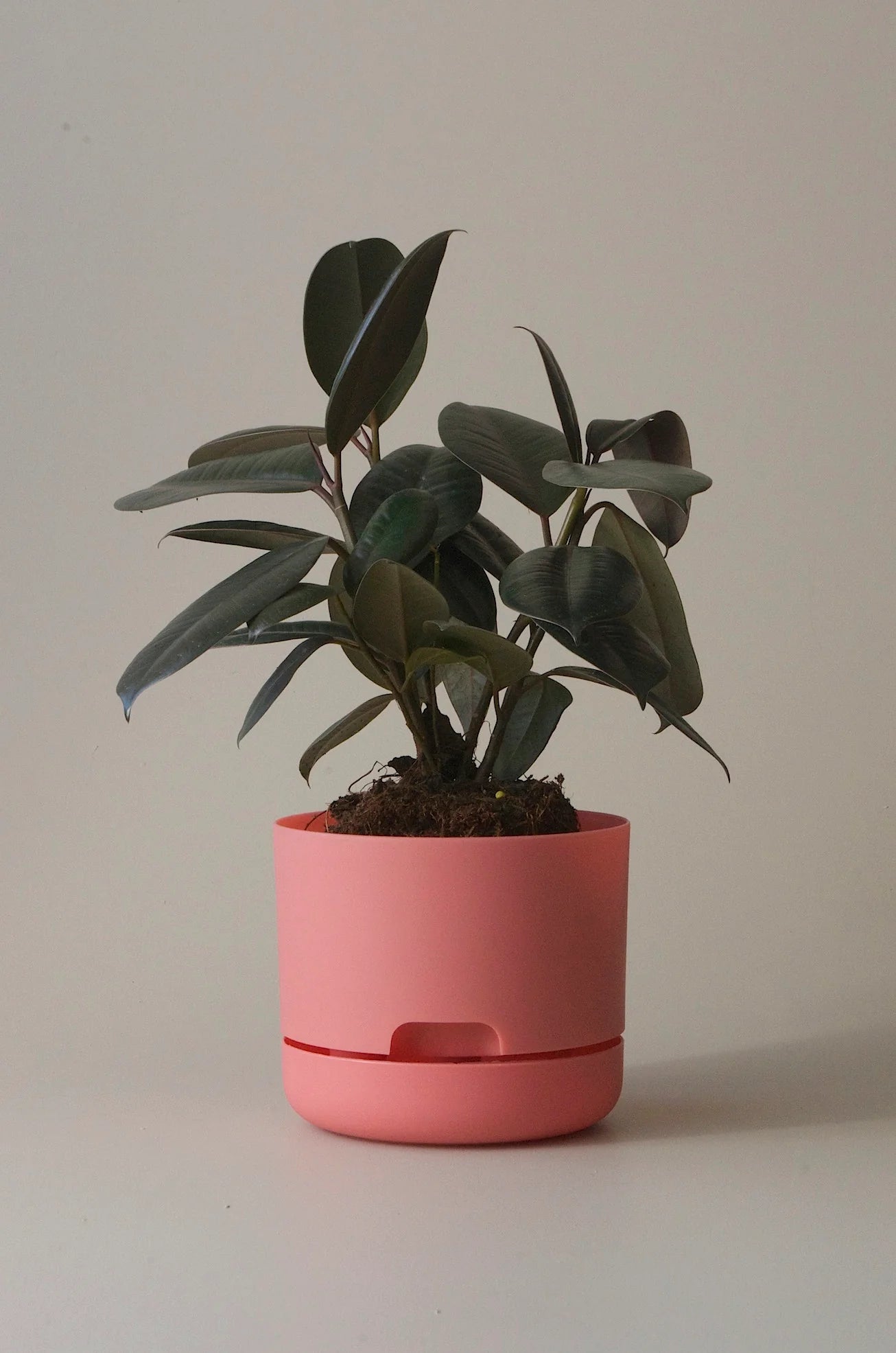 Selfwatering Plant Pot 170mm