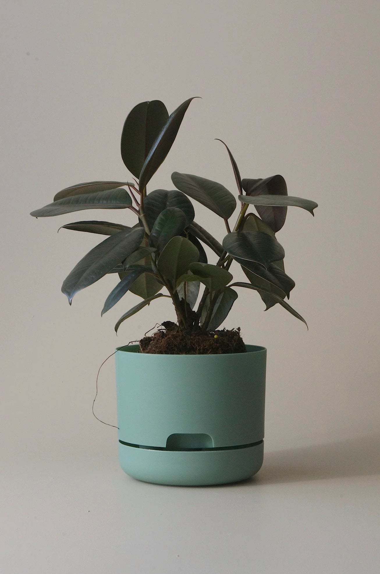 Selfwatering Plant Pot 170mm