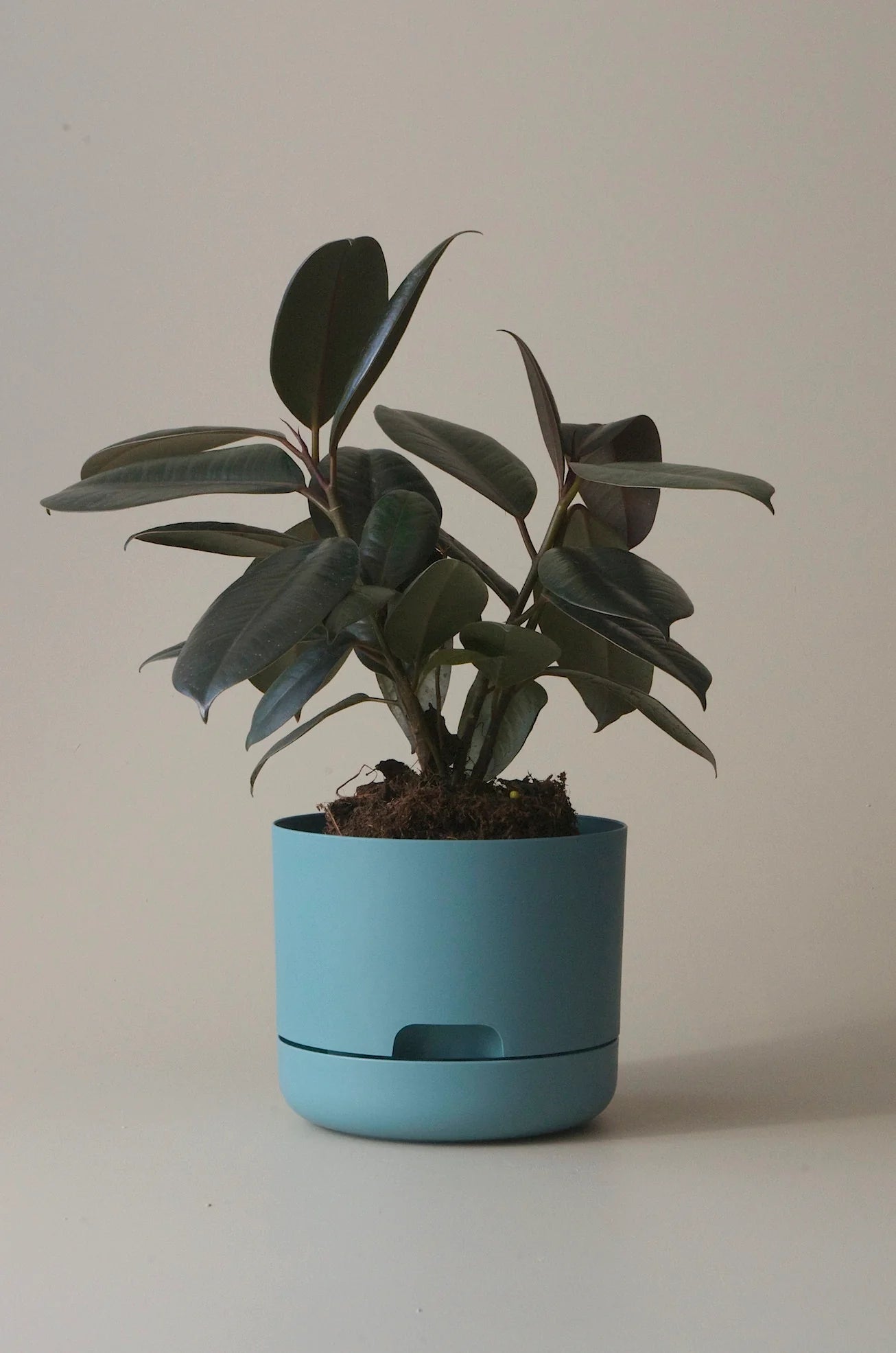 Selfwatering Plant Pot 170mm