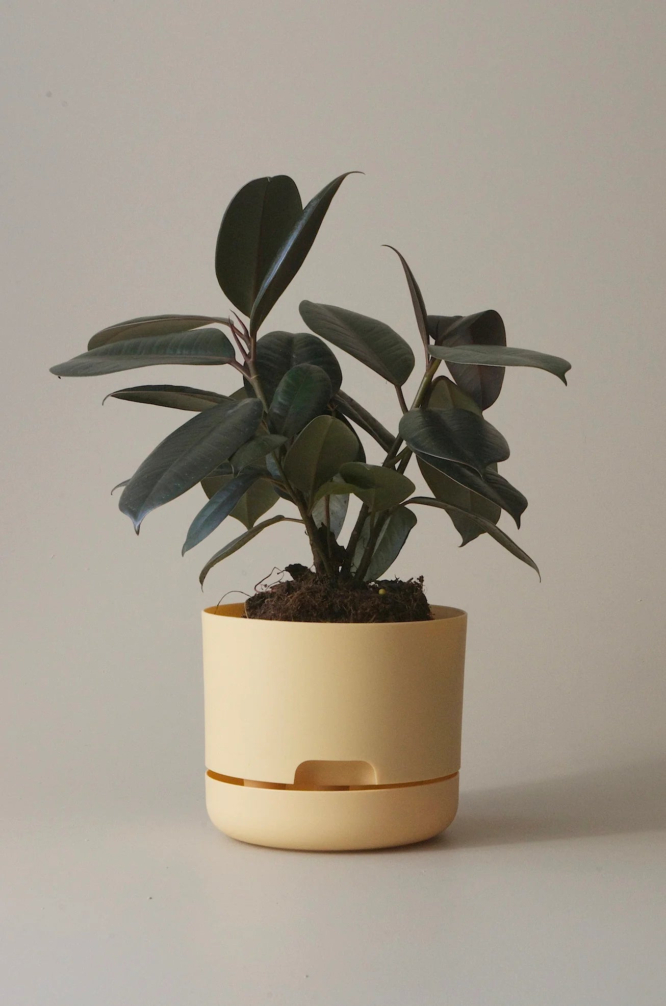 Selfwatering Plant Pot 170mm