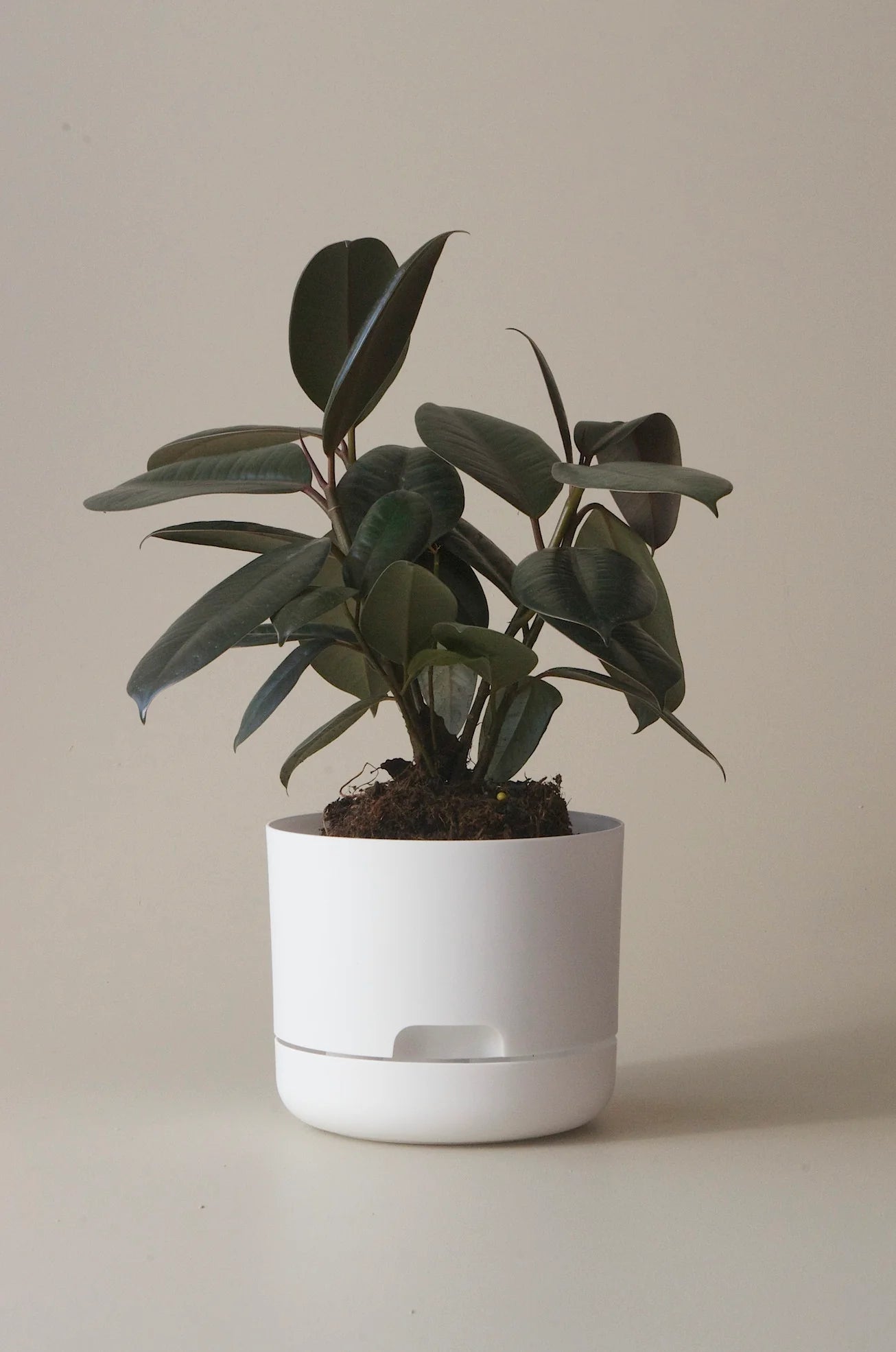 Selfwatering Plant Pot 170mm