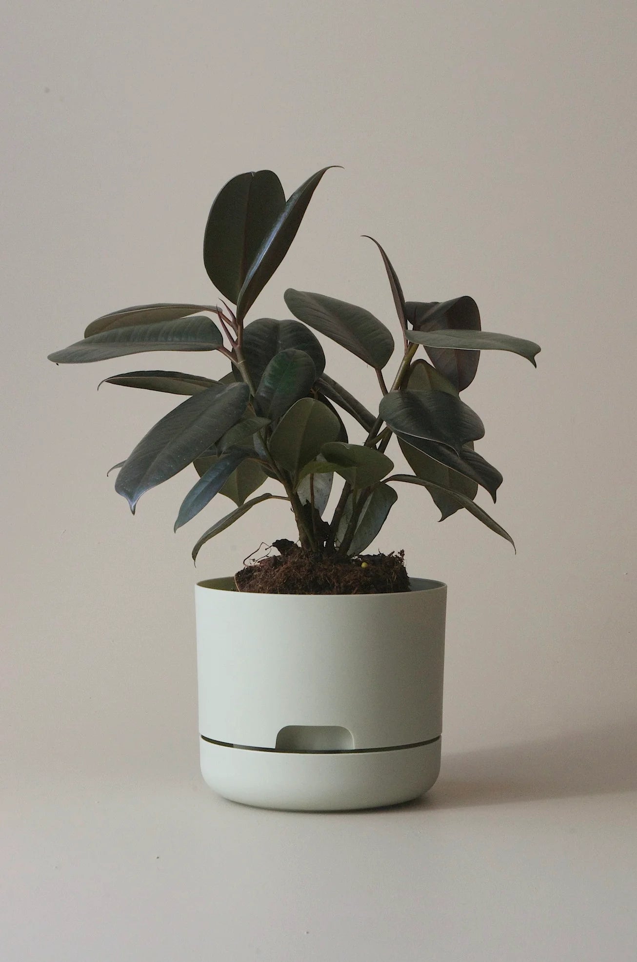 Selfwatering Plant Pot 170mm