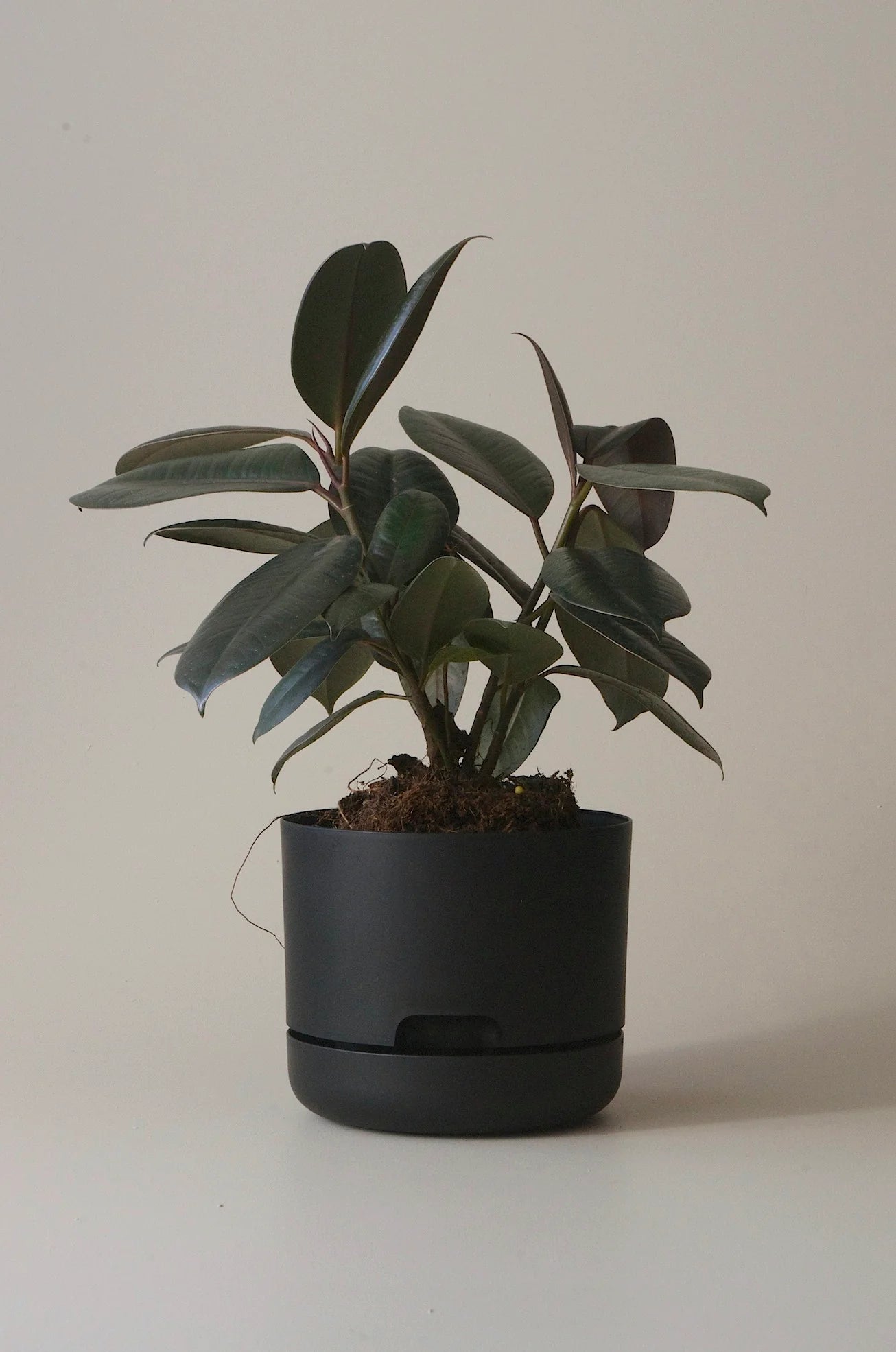 Selfwatering Plant Pot 170mm