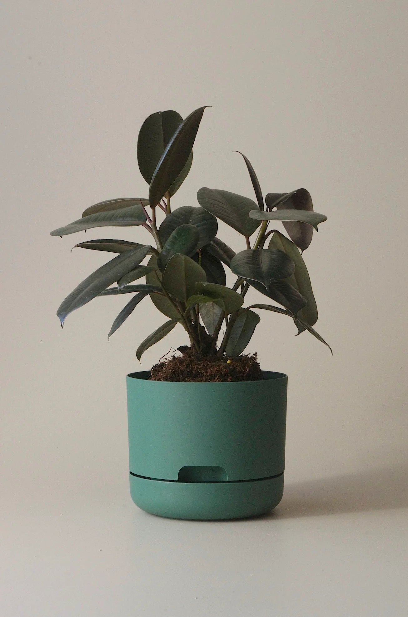 Selfwatering Plant Pot 170mm