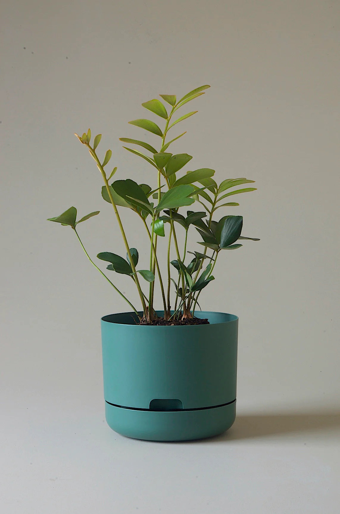 Selfwatering Plant Pot 215mm