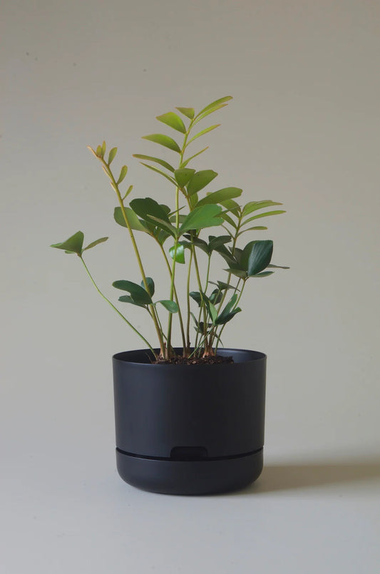 Selfwatering Plant Pot 215mm