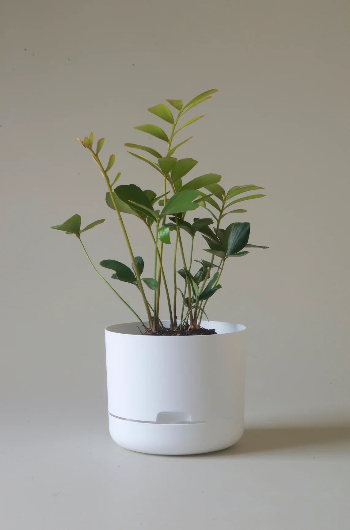 Selfwatering Plant Pot 215mm