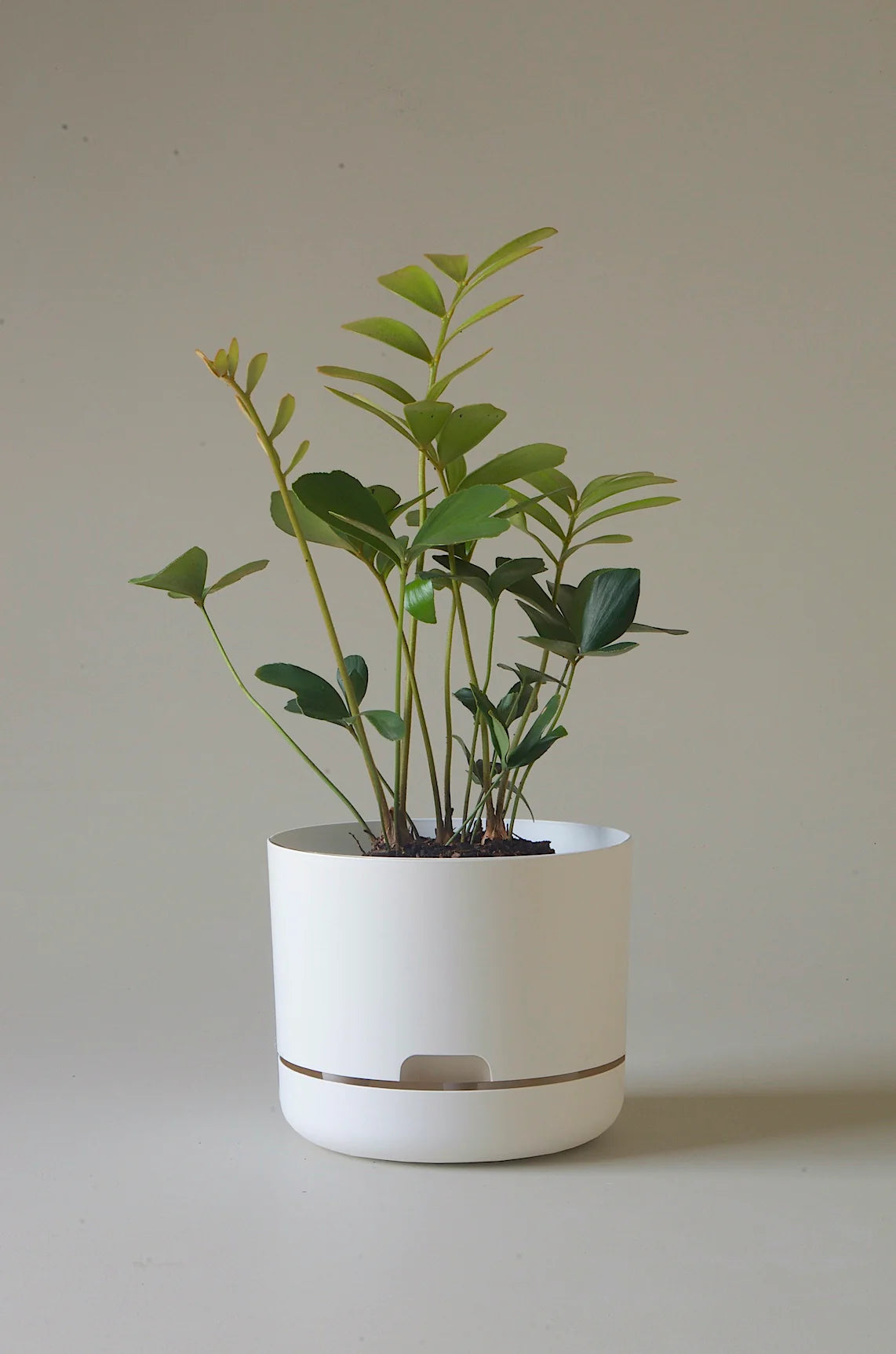 Selfwatering Plant Pot 215mm