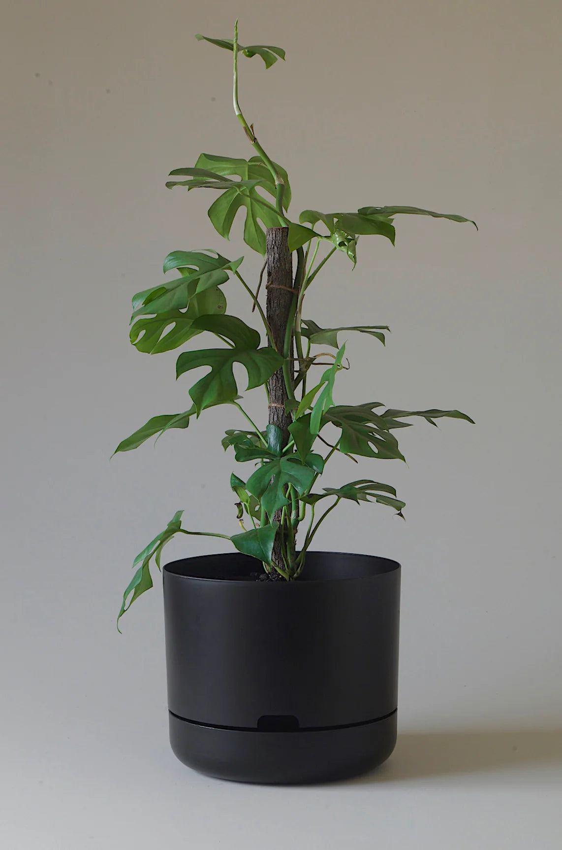 Selfwatering Plant Pot 300mm