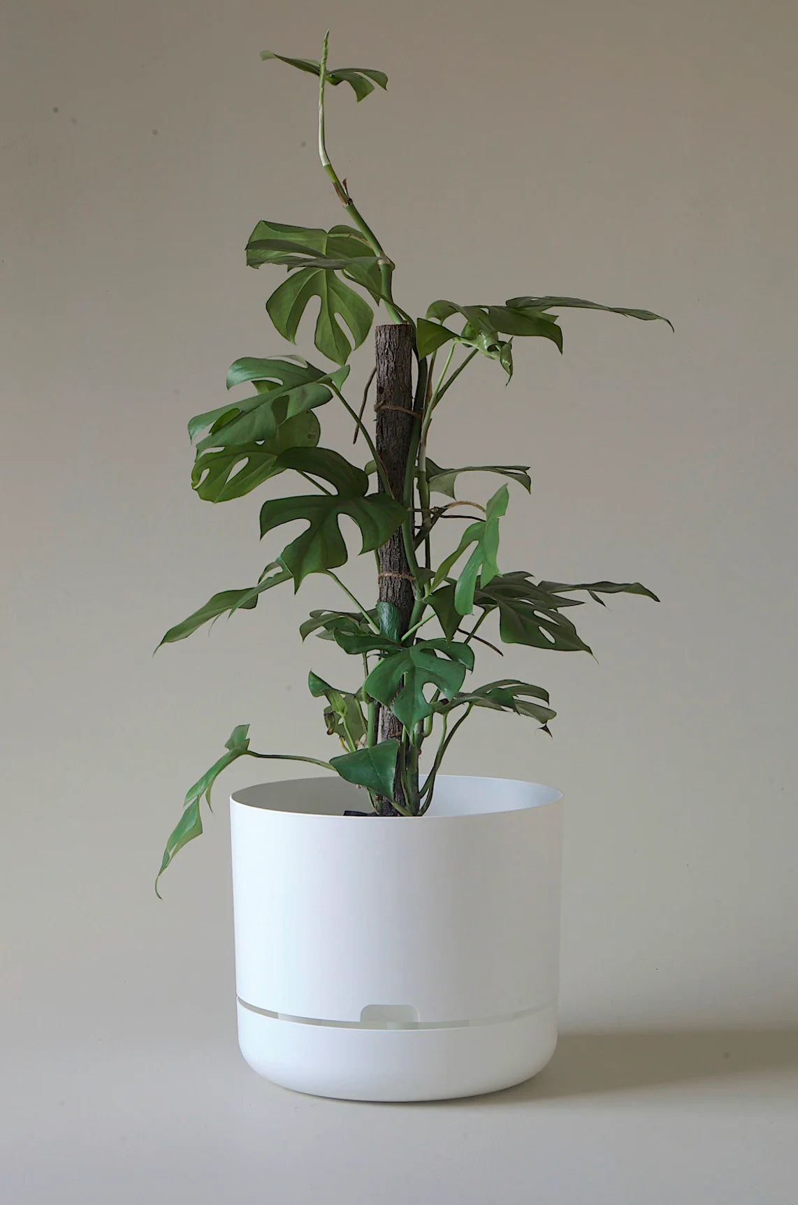 Selfwatering Plant Pot 300mm