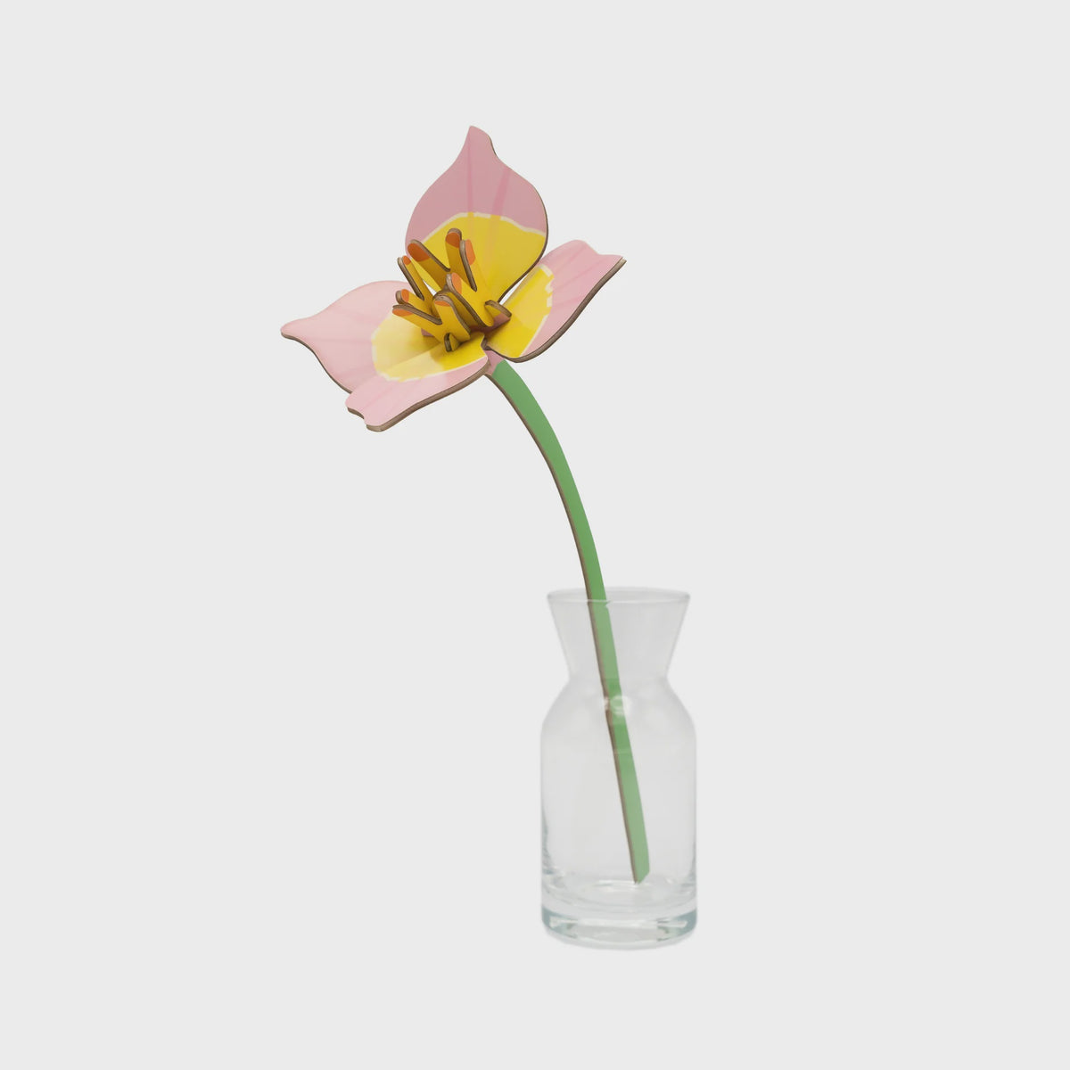Everlasting Flowers - Blushing Tulip