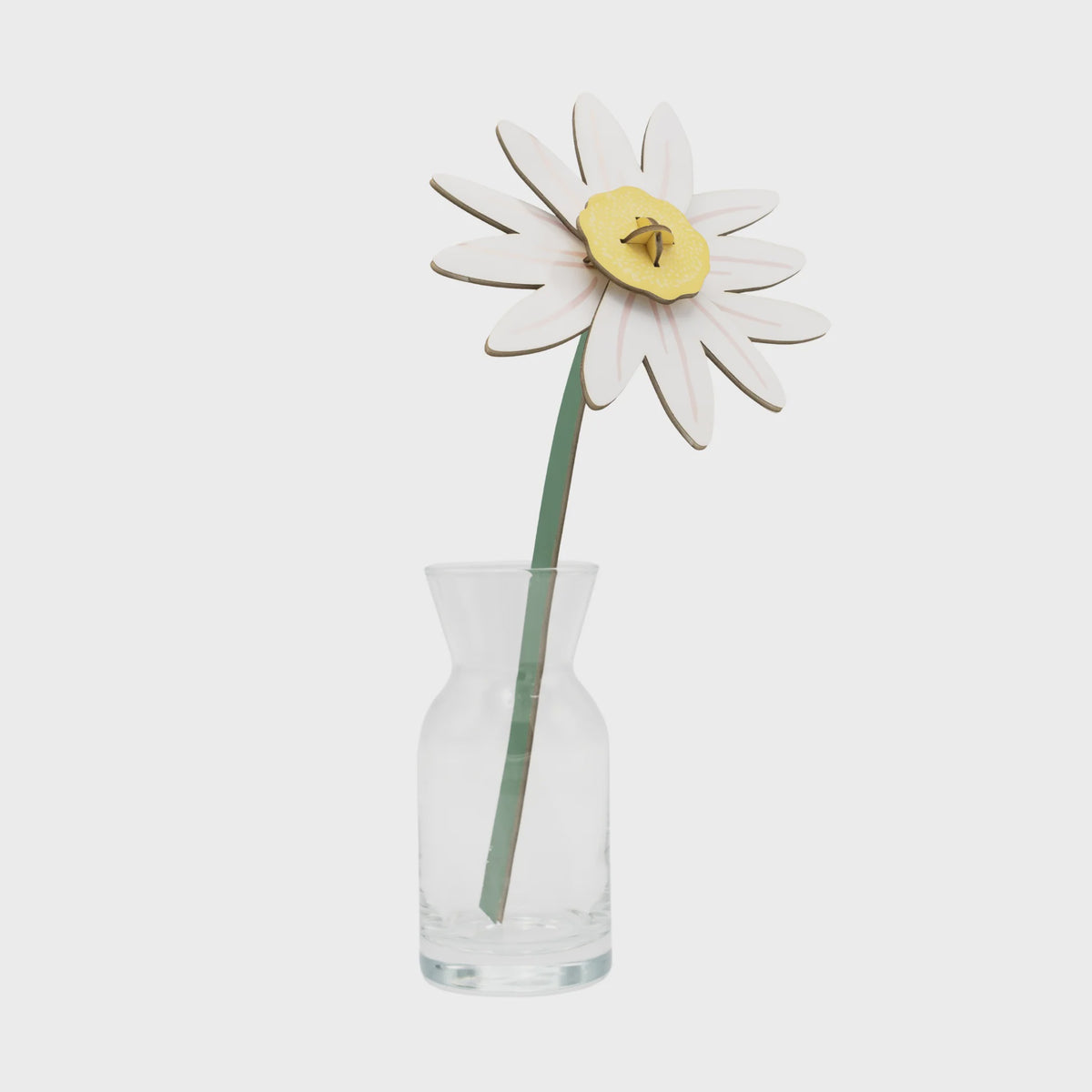 Everlasting Flowers - Meadow Daisy