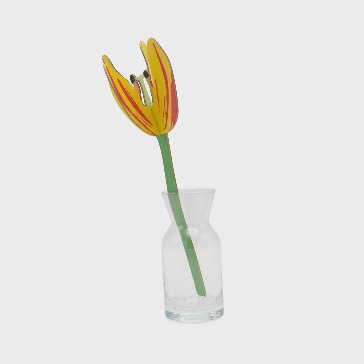 Everlasting Flowers - Sunset Tulip